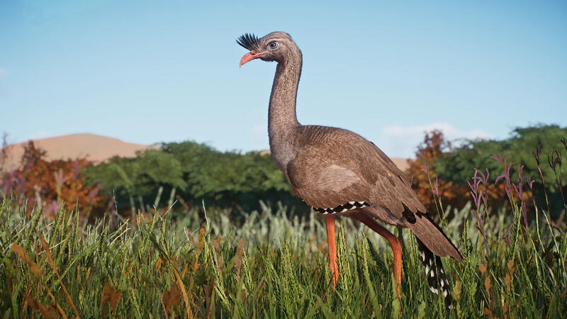Red-Legged Seriema (PZ New Species) Red-Legged Seriema (PZ New Species)